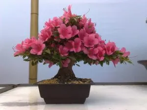 Pot să păstreze trandafiri casa uscate, Plante de casa