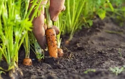 Morcovii aterizare fără subțiere, de plantare, tehnologie, fotografie, selectați (aterizare) Morcovii aterizare fără subțiere, de plantare, tehnologie, fotografie, selectați