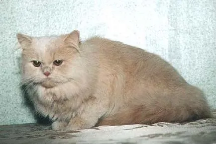 pisica mea