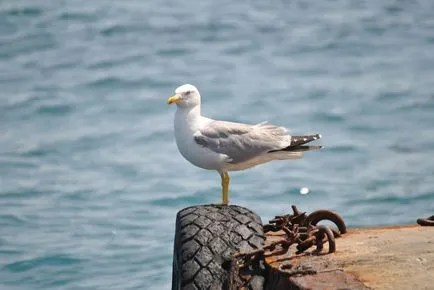 vacanta mea! partea întâi