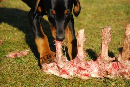 Este posibil pentru a da câinii un porc de oase, carne de vită, de pui