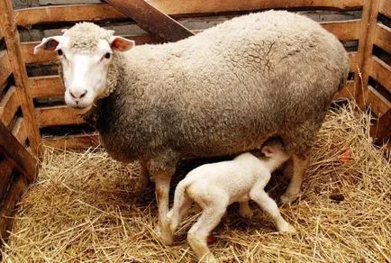 Carne rasele ovine revizuirea și caracterizarea raselor populare cu fotografii
