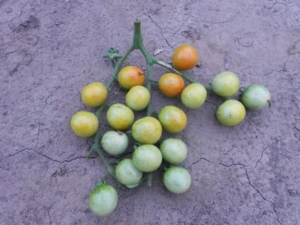 Experiența mea de creștere roșii cherry în câmp deschis