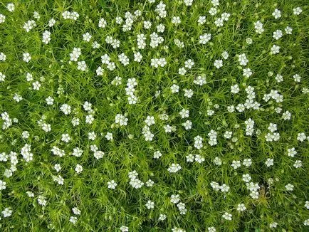 Sagina subulata - cultivare, comentarii de îngrijire (de îngrijire) Sagina subulata - cultivare, comentarii de îngrijire