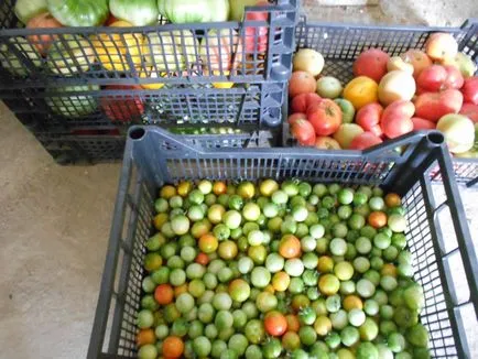 Experiența mea de creștere roșii cherry în câmp deschis