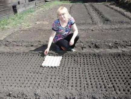 Morcovii aterizare fără subțiere, de plantare, tehnologie, fotografie, selectați (morcovi) Morcovii aterizare fără subțiere, de plantare, tehnologie, fotografie, selectați