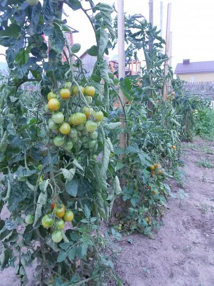 Experiența mea de creștere roșii cherry în câmp deschis