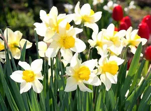 Narcissus - plantare și îngrijire de grădină de flori (zece litri de apă) Narcissus - plantarea și îngrijirea de flori în grădină