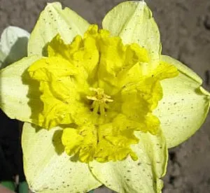 Narcissus - plantare și îngrijire de grădină de flori (Narcissus) Narcissus - plantarea și îngrijirea de flori în grădină