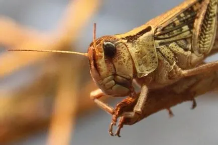 Insecta se hrănește cu lăcuste decât în ​​cazul în care viața