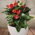 Nu infloreste Anthurium osvnovnye probleme