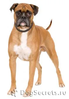 Descriere Boxer câine rasa, caracter, fotografie, catelus preț (germană) Descriere Boxer câine rasa, caracter, fotografie, pret cățeluși