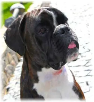 câine de formare boxer, descriere rasa