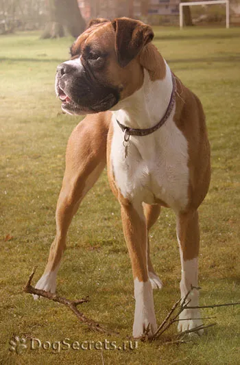 Boxer descriere câine rasa, caracter, fotografie, prețul de pui (poze) Descriere Boxer câine rasa, caracter, fotografie, pret cățeluși