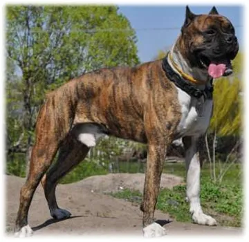 câine de formare boxer, descriere rasa