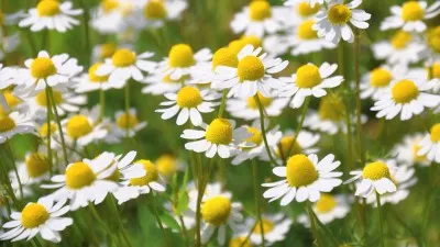 Păr natural vopsește aplicație particulară Rețetele de uz casnic (naturale) vopsele de păr natural, în special utilizarea de rețete de la domiciliu