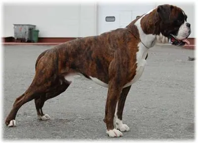câine de formare boxer, descriere rasa