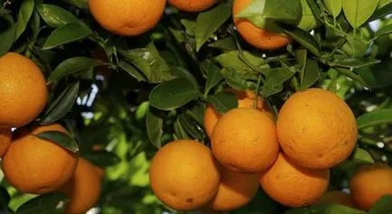 Numele fructului provine din limba germană - mere Chineză