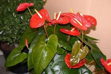 Nu infloreste Anthurium osvnovnye probleme