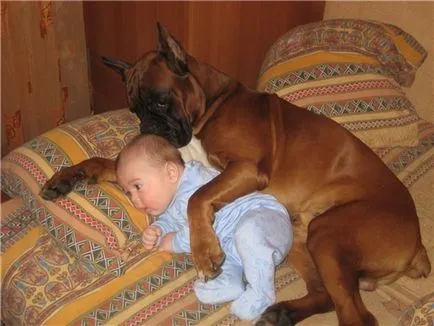 Boxer, Kindest garda
