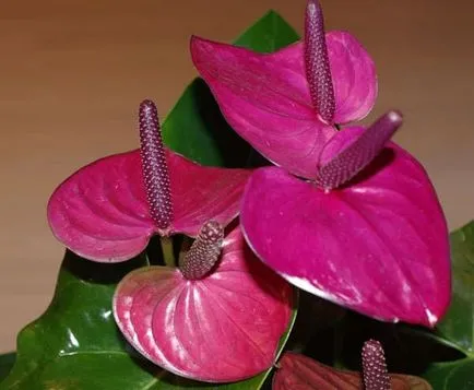 Nu infloreste Anthurium osvnovnye probleme