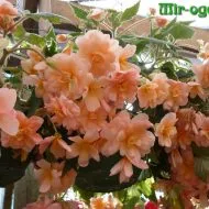 cultivarea și întreținerea de cătină (cătină) cultivare de cătină și de îngrijire