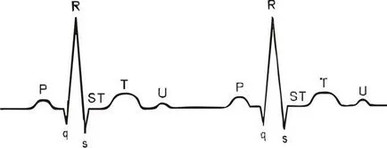 ECG normal - studopediya