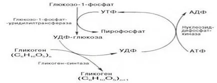 Metabolismul glucidelor - studopediya