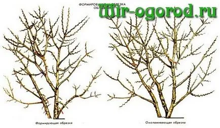 cultivarea Pațachina și întreținere (îngrijire cultivare catina) cultivare de cătină și de îngrijire