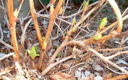 arbori de primăvară Prelucrarea de dăunători și boli cele mai eficiente medicamente (în primăvară) arbori de primăvară Prelucrarea de dăunători și boli cele mai eficiente medicamente
