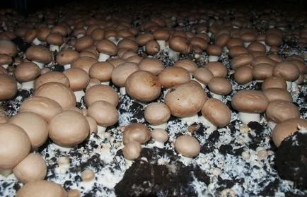 Noi idei de afaceri, pregătirea unui plan (de afaceri) idei de afaceri noi, pregătirea unui plan