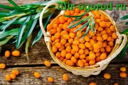 cultivarea Pațachina și întreținere (îngrijire cultivare catina) cultivare de cătină și de îngrijire
