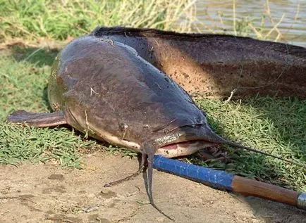 Catfish - o descriere, ceea ce mănâncă, reproducere, foto (alimentat) Catfish - o descriere, ceea ce mănâncă, reproducere, fotografie