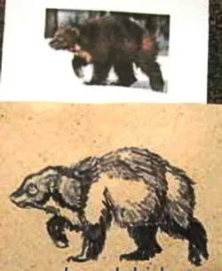 Cum să elaboreze Wolverine