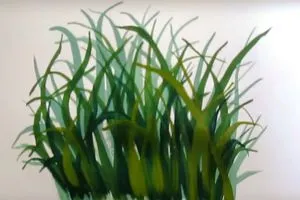 Cum de a desena flori etape (etape) Cum de a desena o floare în etape