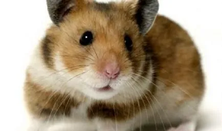 Cum de a desena un hamster - lectii de desen