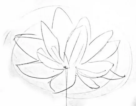 Cum să elaboreze un Lotus