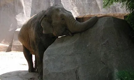 La fel ca dormit elefanți să răspundă aici! (Elephants) La fel ca dormit elefanți să răspundă aici!