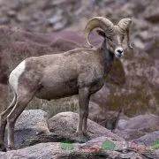 rase de carne Prezentare generală de ovine și caprine, descrierea lor, fotografii și video