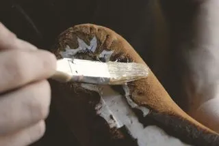 Pantofii cu mâinile cum să facă o pantofi de vis la domiciliu (lor) Pantofii cu mâinile cum să facă o pantofi de vis la domiciliu