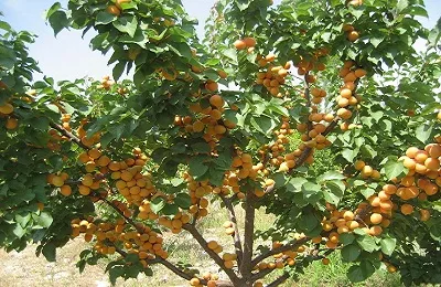 Tunderea caise vara și toamna, precum și formarea coroanei arborelui (toamna) Tunderea caise vara și toamna, precum și formarea coroanei arborelui