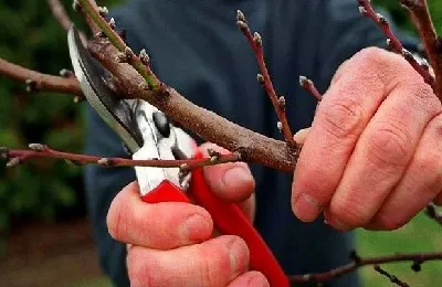 Tunderea caise vara și toamna, precum și formarea coroanei arborelui (culturi) Tunderea caise vara și toamna, precum și formarea coroanei arborelui