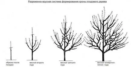 Tunderea caise vara și toamna, precum și formarea coroanei arborelui (vara) Tunderea caise vara și toamna, precum și formarea coroanei arborelui