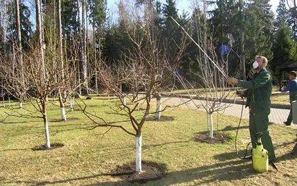 arbori de primăvară Prelucrarea de dăunători și boli cele mai eficiente medicamente (dăunătorilor) arbori de primăvară Prelucrarea de dăunători și boli cele mai eficiente medicamente