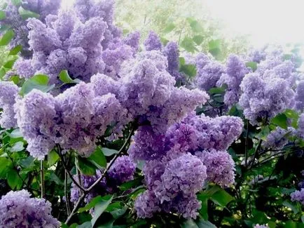 Tunderea după înflorire liliac