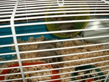 Configurarea acasă pentru a crea un animal mic ca un șobolan Cubby (șobolan) Configurarea acasă pentru a crea un animal mic ca un șobolan Cubby