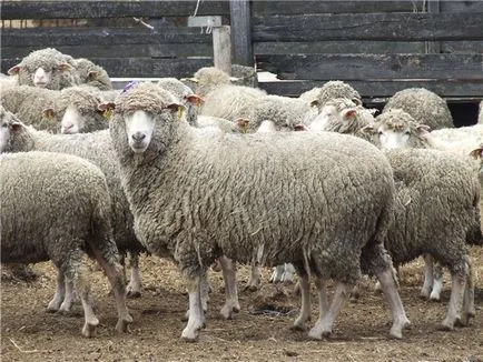 rase de carne Prezentare generală de ovine și caprine, descrierea lor, fotografii și video