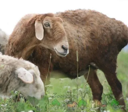 rase de carne Prezentare generală de ovine și caprine, descrierea lor, fotografii și video
