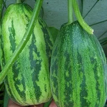 Castravetele îngrijire scansorial, cultivare, udare, plantare la domiciliu