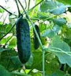 Castravetele îngrijire scansorial, cultivare, udare, plantare la domiciliu